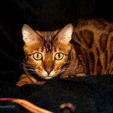 Bengal Chayton