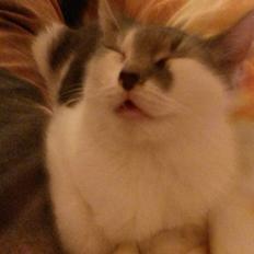 Huskat Laura
