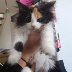 Blanding af racer Bella