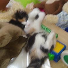 Blanding af racer Bella