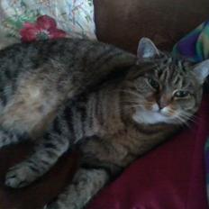 Blanding af racer sløjfe