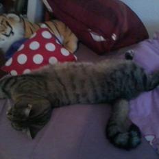 Blanding af racer sløjfe