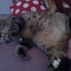 Blanding af racer sløjfe