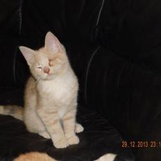 Blanding af racer Victoria