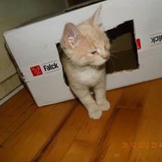 Blanding af racer Victoria