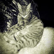 Blanding af racer Mads