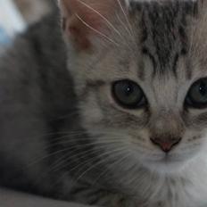 Blanding af racer Milo