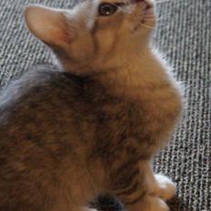 Blanding af racer Milo