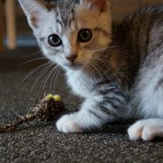 Blanding af racer Milo