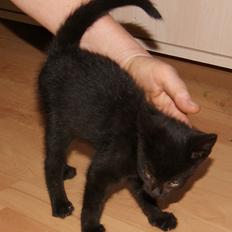 Huskat "Blackie " Alias "Lille punktum"