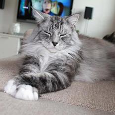 Blanding af racer Cæcar