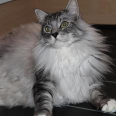 Blanding af racer Cæcar