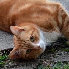 Blanding af racer Rommy (Romse)