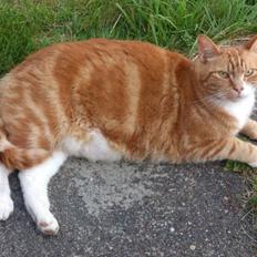 Blanding af racer Rommy (Romse)