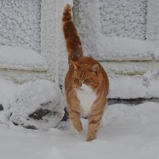 Blanding af racer Rommy (Romse)