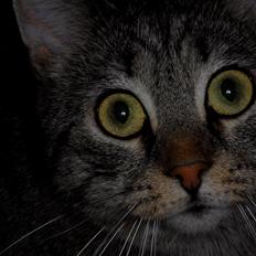 Blanding af racer Pussy Galore