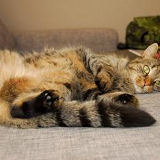 Blanding af racer Pussy Galore