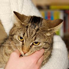 Blanding af racer Pussy Galore