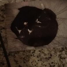 Blanding af racer Kasper