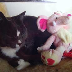 Blanding af racer Kasper