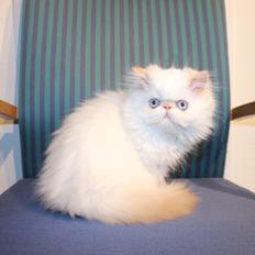 Colorpoint DK Bella Concia Fellipa