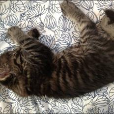 Blanding af racer Styrbjørn