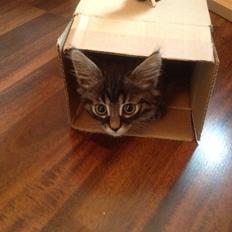 Blanding af racer Styrbjørn