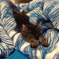 Blanding af racer Styrbjørn