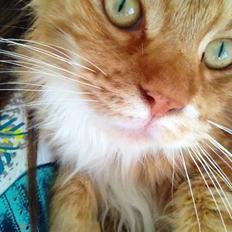 Maine Coon Bassemand