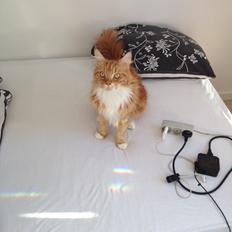 Maine Coon Bassemand