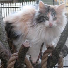 Norsk Skovkat A-team of Loving´s Artemis