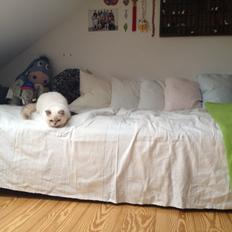 British Shorthair Empires Banana Split - Nougat