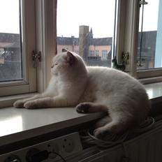 British Shorthair Empires Banana Split - Nougat