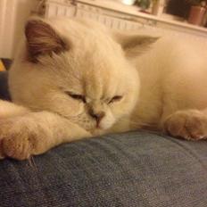 British Shorthair Empires Banana Split - Nougat