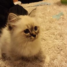 Hellig Birma DK Wainø's Feline