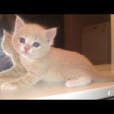 Blanding af racer Kami