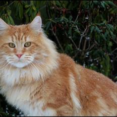 Maine Coon DK Proud Danish MoonLight