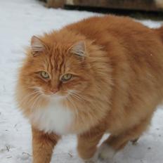 Norsk Skovkat Bakkegaardens Ginger