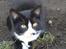 Huskat Gibus(Gizmo)