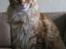 Maine Coon Elmer - 6 mnd. - 06.11.13 