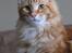 Maine Coon Elmer - 6 mnd. - 06.11.13 