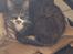 Huskat Jerry *RIP* <3 