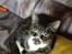 Huskat Jerry *RIP* <3 