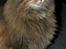 Blanding af racer Tiger (Bamse) - I`m NOT fat... I`m FLUFFY ;)  