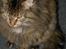 Blanding af racer Tiger (Bamse)