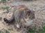 Huskat Katja *RIP*