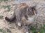 Huskat Katja *RIP*