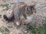 Huskat Katja *RIP*