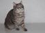Kurilean Bobtail Stella - IC. Stella Zolotaya Seredina RU