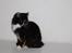 Kurilean Bobtail Nika - CH. Brusnika Pride Amour * RU